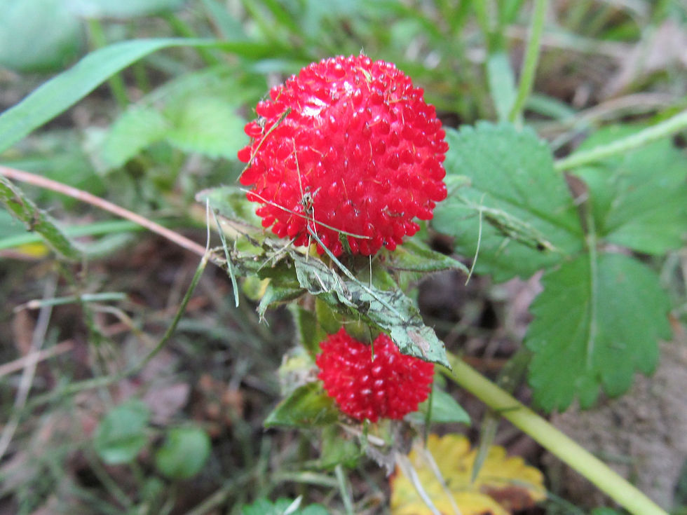 Wild Indian Strawberry