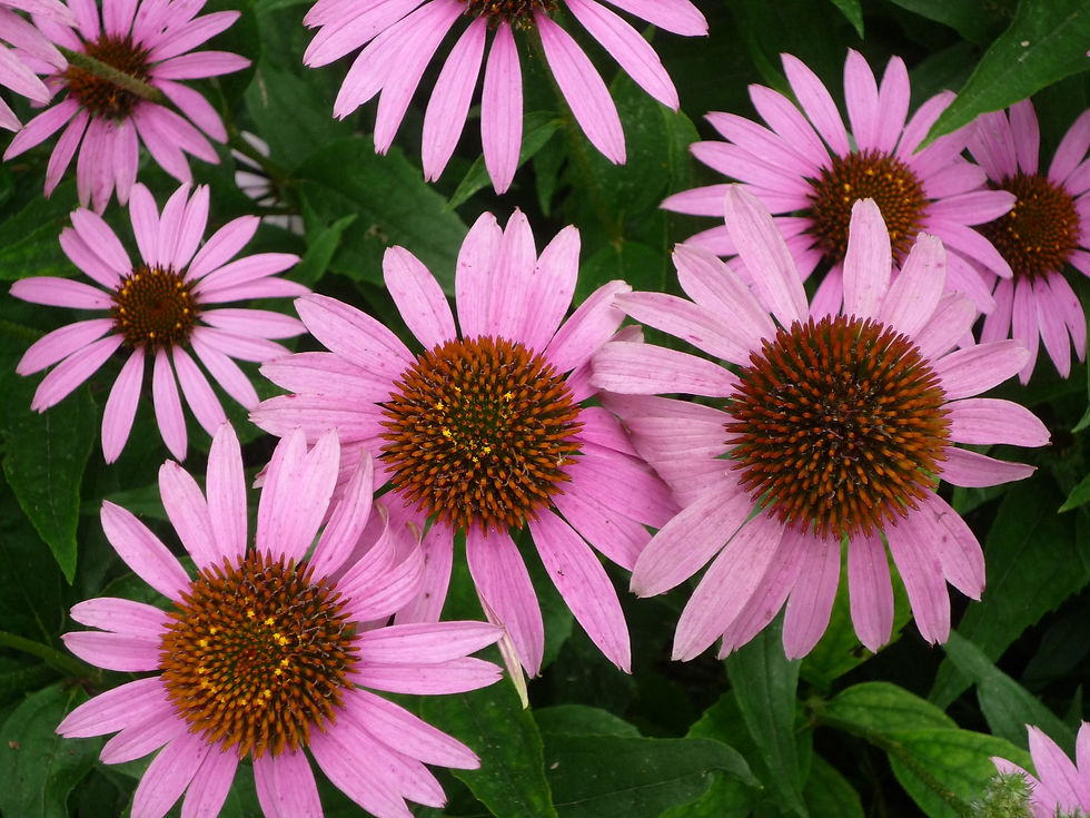 Skeletonex | Boost Your Immune System with Echinacea!