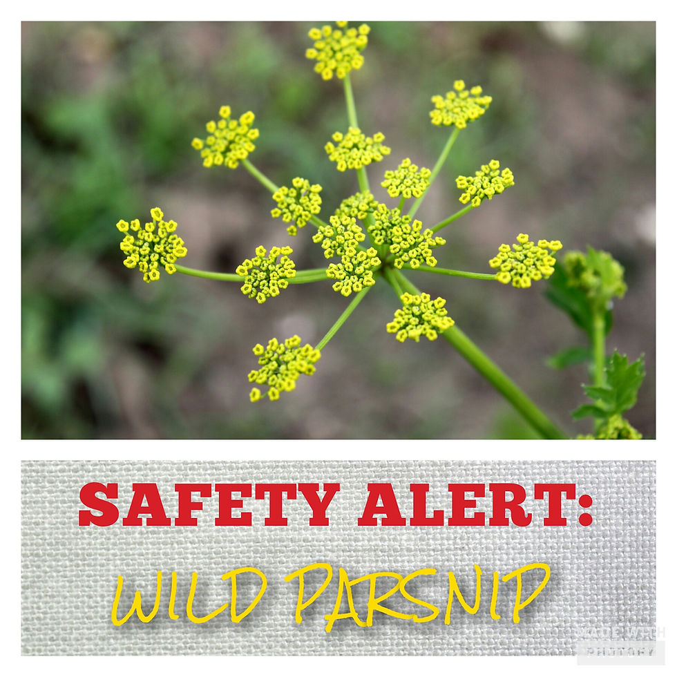 Skeletonex | Safety Alert: Wild Parsnip, Poisonous