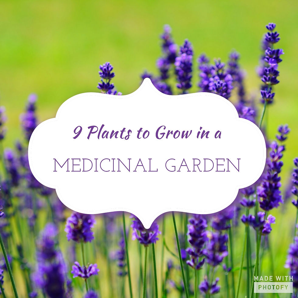 9 Plants To Grow In A Medicinal Garden