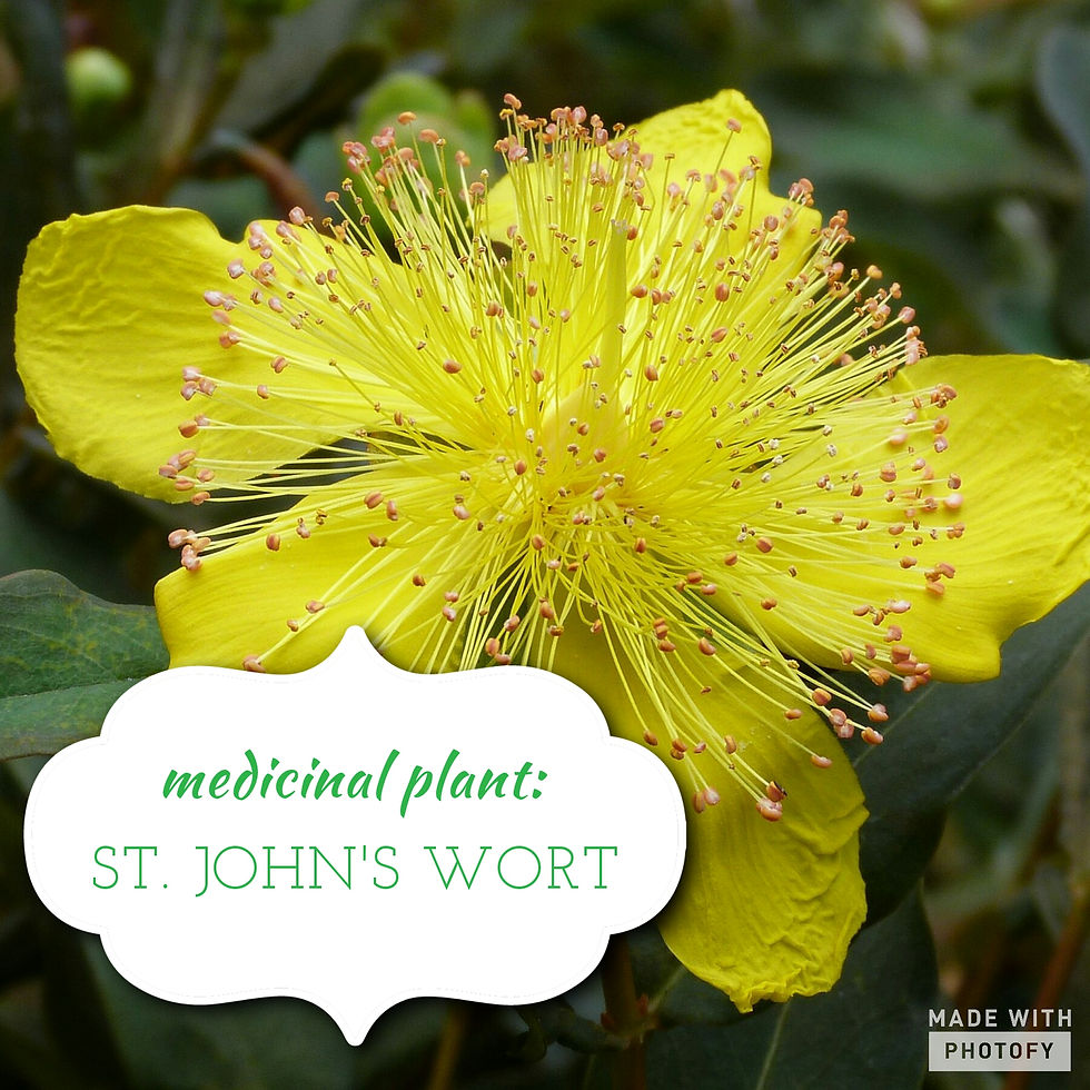 Skeletonex | St. John's Wort, Medicinal Plant, Flower