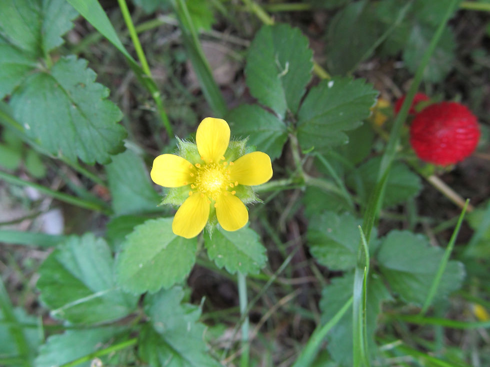 Wild Indian Strawberries