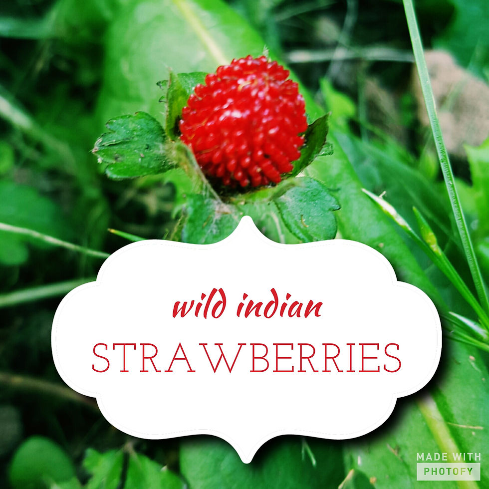 Skeletonex | Wild Indian Strawberries