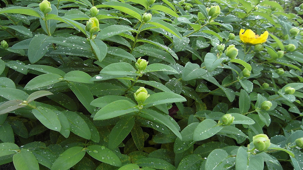 Skeletonex | St. John's Wort, Medicinal Plant