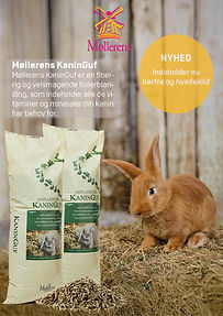 Kanin og GnaverLux A3.jpg