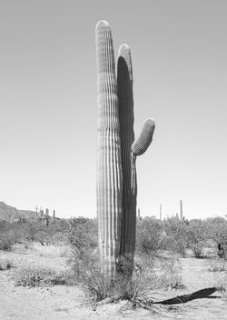 N 32.36942 W 111.40902