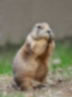 Prairie_Dog.jpeg