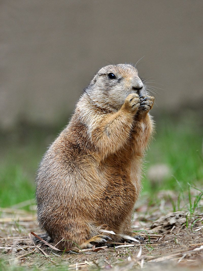 Prairie_Dog.jpeg