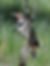 JH_Birds_Northern Flicker©WesTimmerman.jpg