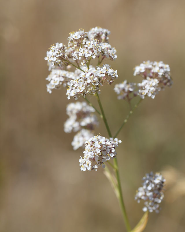 Perennial Pepperweed | Sublette County Weed & Pest | Wyoming