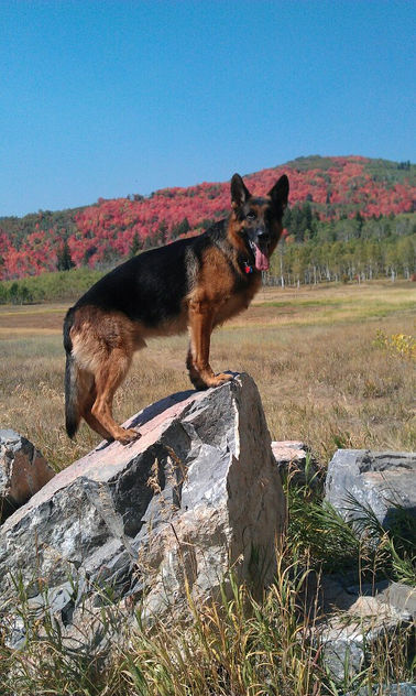 Drew peterson's dog out of Carol and Gandhi.jpg
