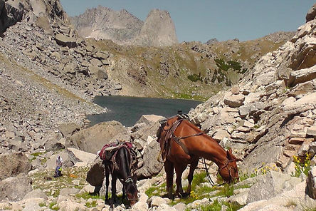 Mule Shoe Outfitters