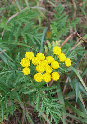 perilla frutescens plant Perilla frutescens 'Perilla Red' (4")