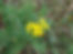 CommonTansy_bloom1.JPG