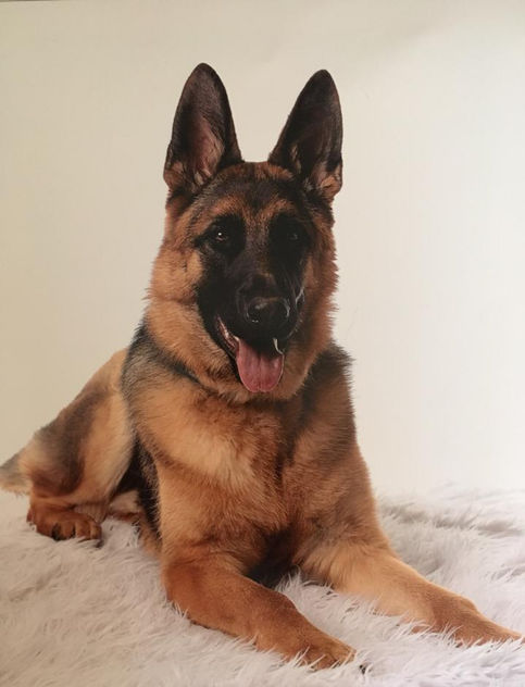 Barr whinny male 9 mos.jpg