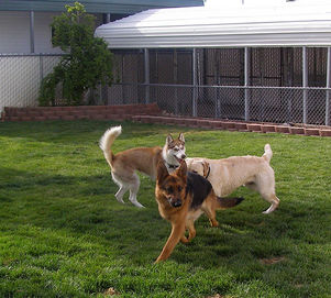 three dogs play in the green grassy area at Ricmar Kennels