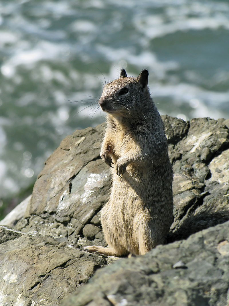 800px-Ground_squirrel_berkeley_marina_01.jpeg