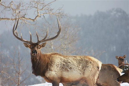 Bald Mountain Outfitters