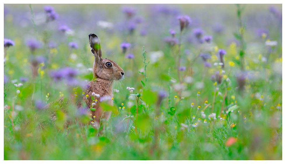 Hare in a field of Wildflowers