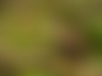Starting Your Wildlife Photography Journey: Essential Wildlife Photography Tips