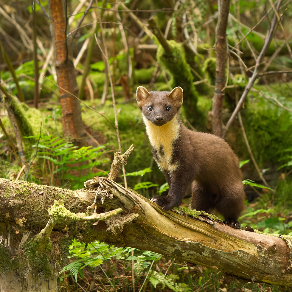 Starting Your Wildlife Photography Journey: Essential Wildlife Photography Tips
