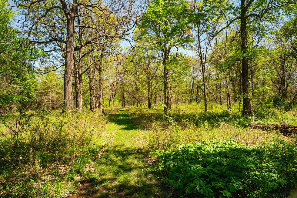 Volunteer Event: Perilla Mint Invasive Plant Removal at Wilson Springs Preserve