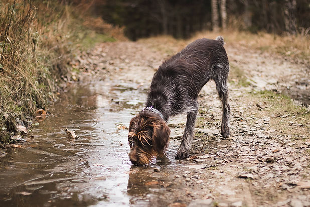 dog licking a muddy puddle