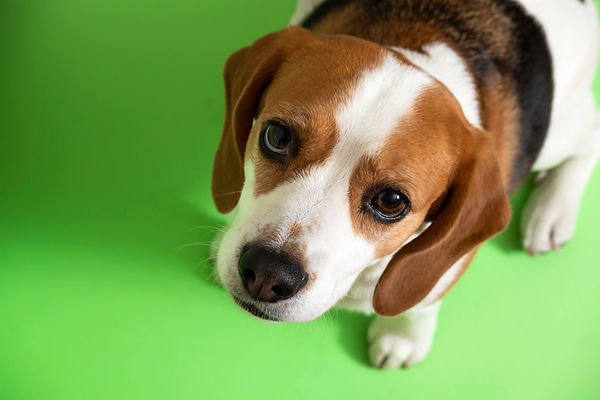 online course about puppies.jpeg