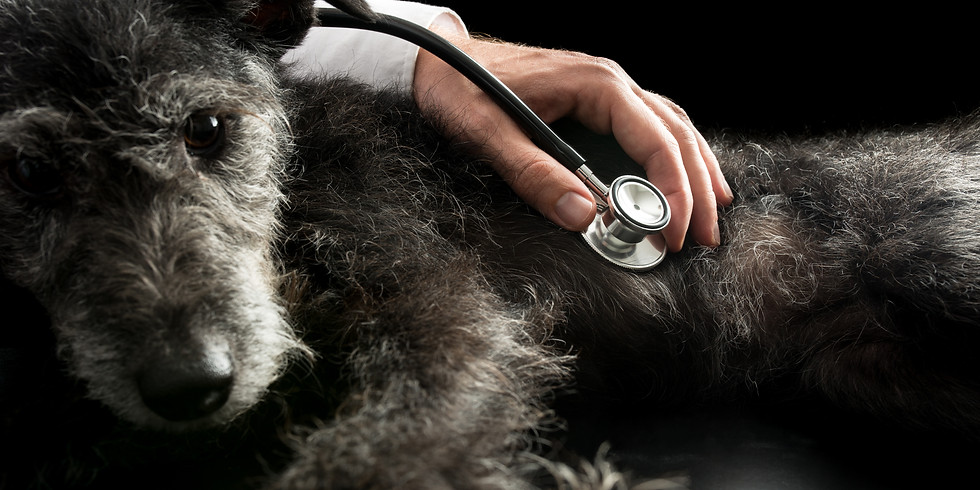 CANINE FIRST-AID COURSE, ASCOT