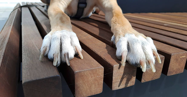 dog laying on decking with long toe nails