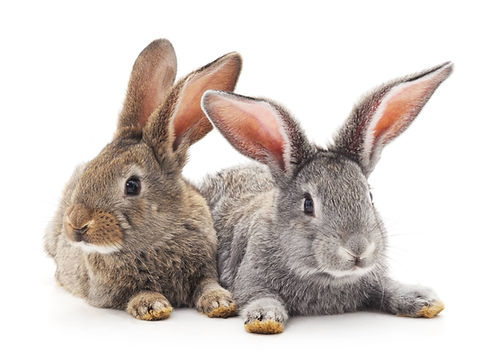 two rabbits laying down together