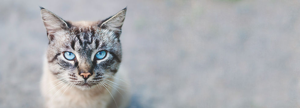 <img src="cat.jpg" alt="cat first aid course online">