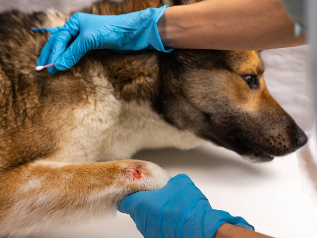 dog with Alabama rot