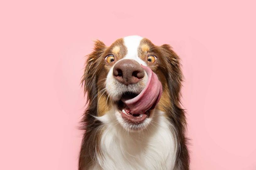 funny looking dog licking its mouth