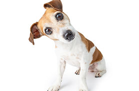 Young dog leaning head to the side