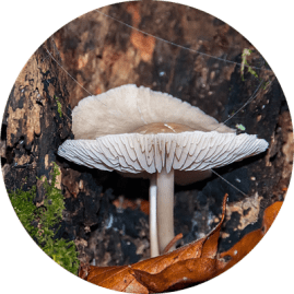 <img src="mushroom.jpg" alt="fools funnel mushroom">