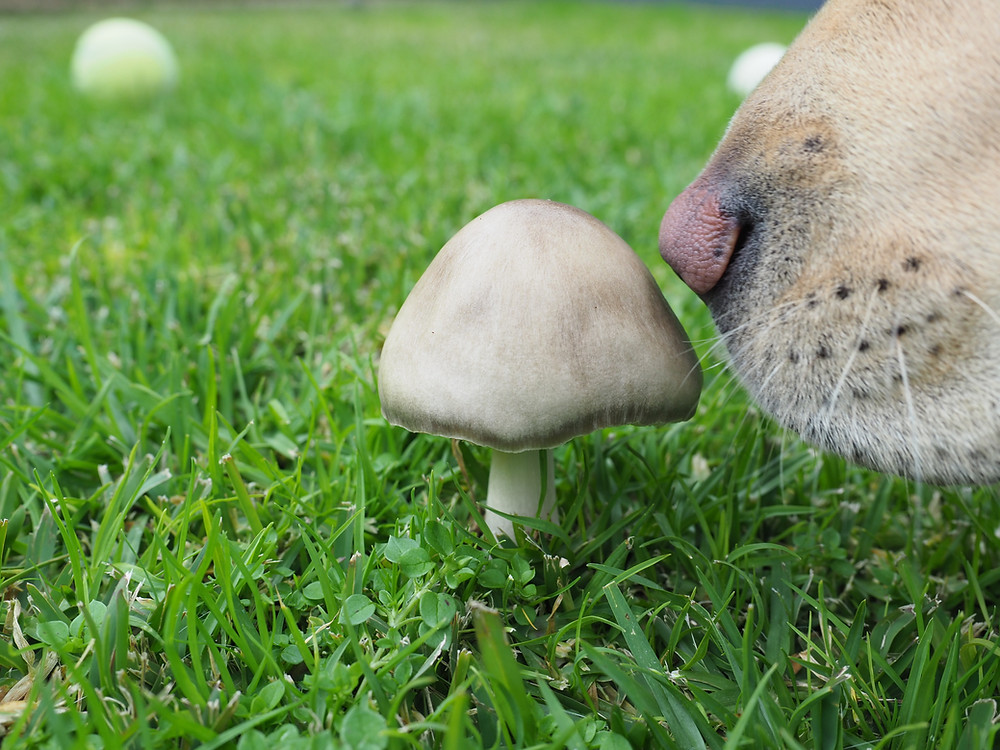 <img src="dog and mushroom.jpg" alt="Dog sniffing a mushroom">