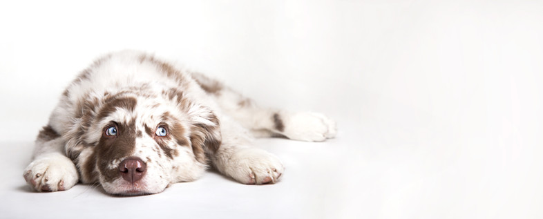 <img src="dog first aid.jpg" alt="Animal Love dog first aid online course">
