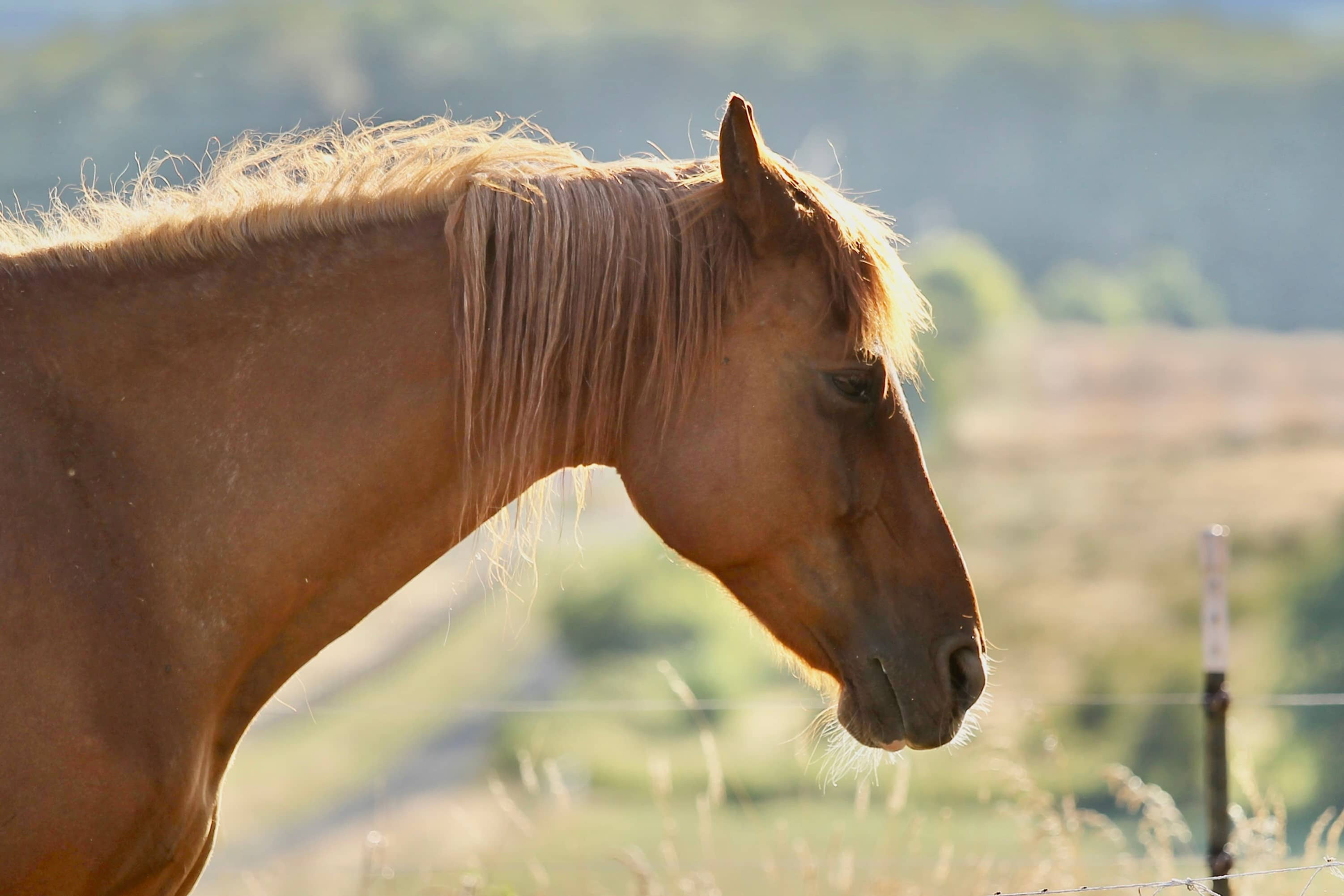horse looking sad in field