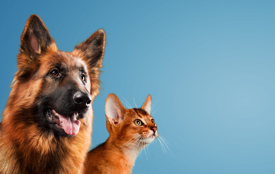 <img src="dog first aid.jpg" alt="Animal Love dog first aid classroom course">