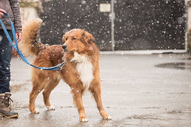 dog on lead in icy weather