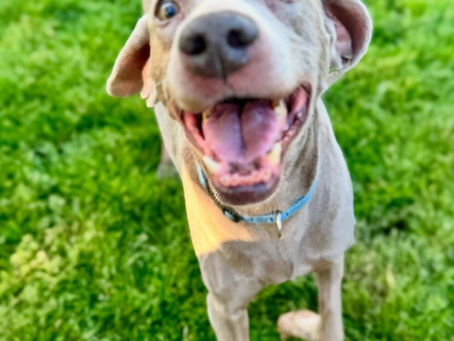 Ladd - M, 11yr