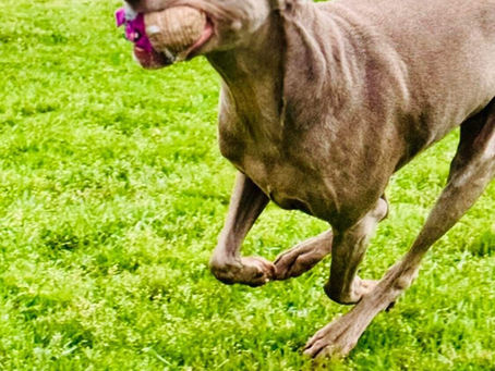 Ellie - F, 6yr