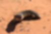 Wildlife.JPG