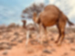 Camel Import Export Australia