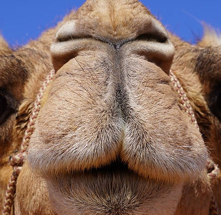 Mocha the camel.jpg