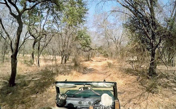 Ranthambore Tiger Reserve.