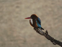 Ranthambore Tiger Reserve.