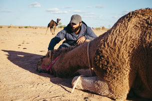 Bushwalk with Camels Flinders Ranges