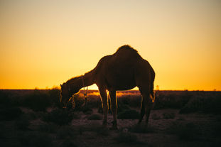 Bushwalk with Camels Flinders Ranges